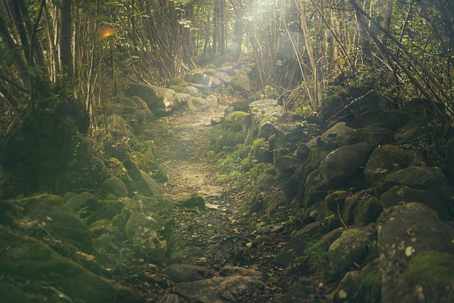 cesta v lese s paprskem světla